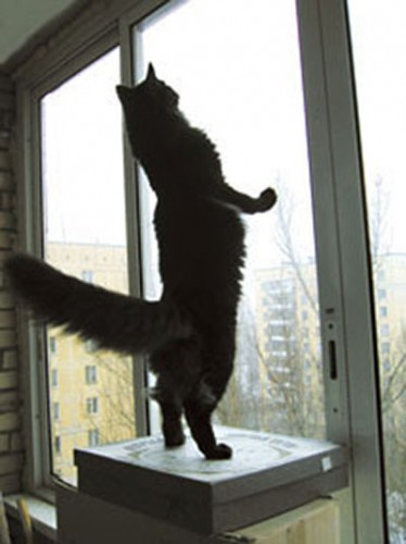Hunting_cat.jpg
