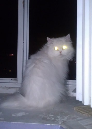 IMAG0681.jpg