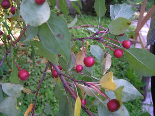 PICT0018рр.jpg