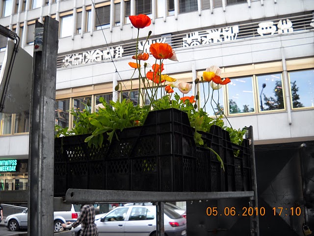 Маки.JPG