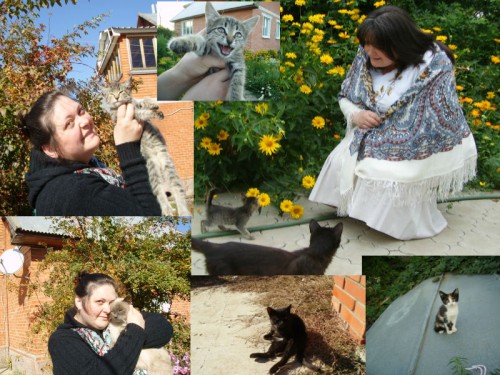 Коты.jpg