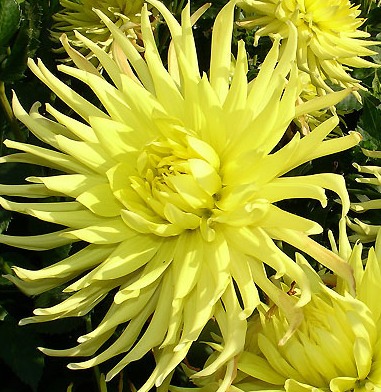 6049DahliaYellowStar.jpg