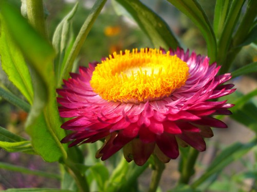 m_flower_3b.jpg