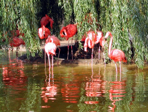 Flamingo.jpg
