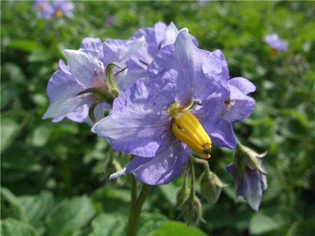 6fbee9b010d7.jpg