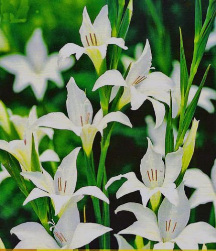 Gladiolus-colvillii.jpg
