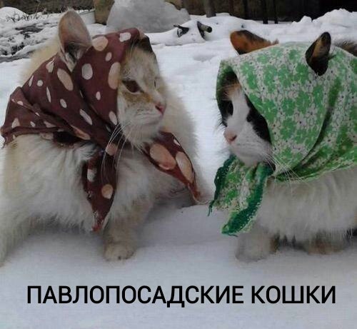 кошки.jpg