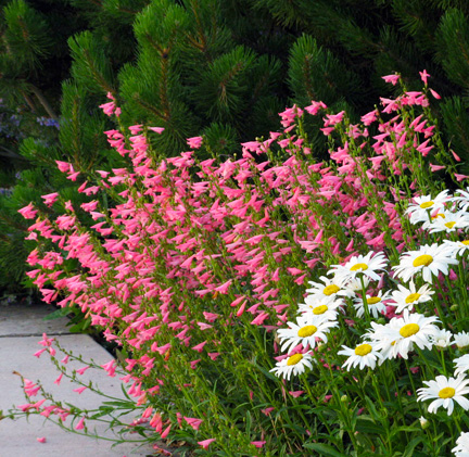 Penstemon.jpg