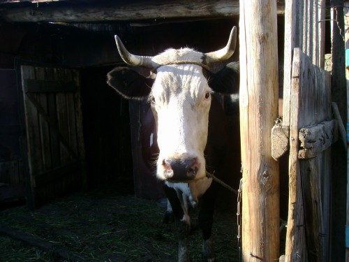 корова.jpg