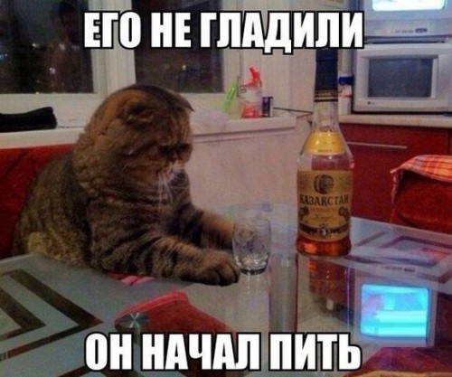 котик и коньяк.jpg