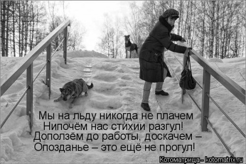 kotomatritsa_tw.jpg