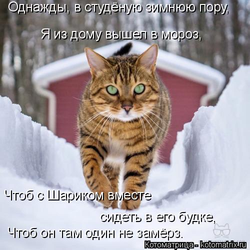 kotomatritsa_B6.jpg
