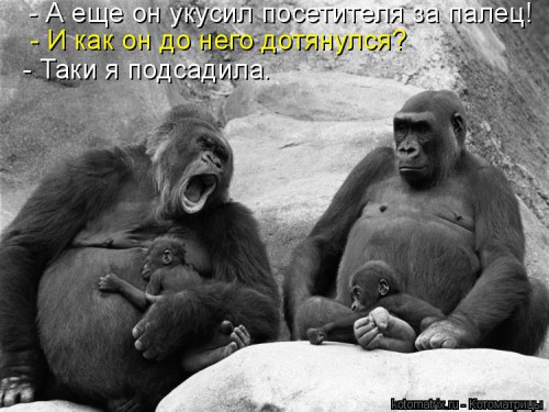 kotomatritsa_A9.jpg