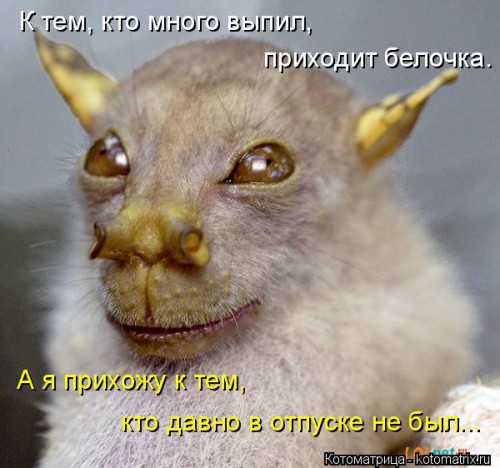 kotomatritsa_VF.jpg
