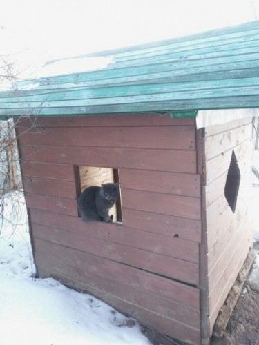 А из нашего окошка кошка)