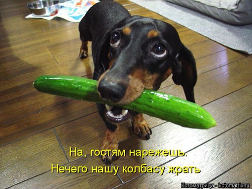 kotomatritsa_KO.jpg