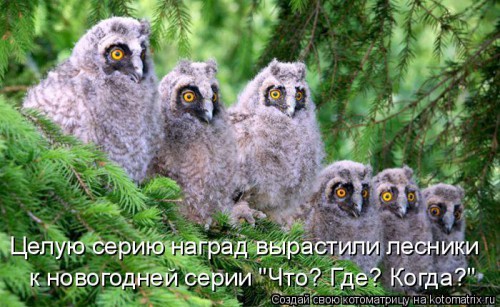 kotomatritsa_g.jpg