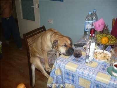 Больше не наливать.jpg