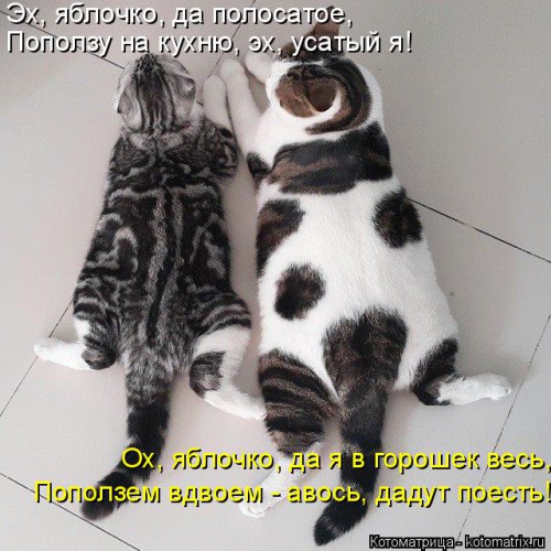 kotomatritsa_Tp.jpg