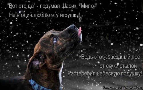 kotomatritsa_P0.jpg