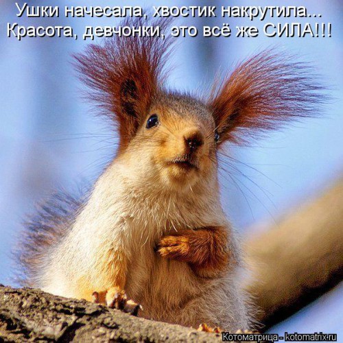 kotomatritsa_4x.jpg
