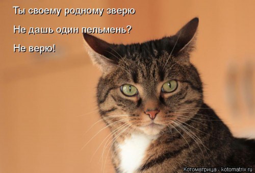 kotomatritsa_eU.jpg