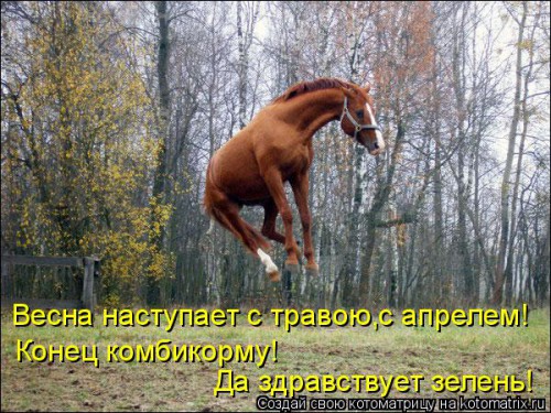 kotomatritsa_a1.jpg