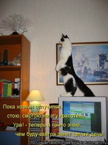 kotomatritsa_X.jpg