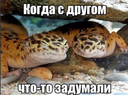 dSJkVnGBL74.jpg