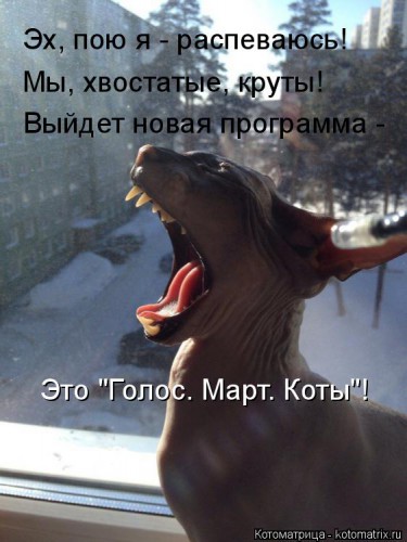kotomatritsa_ir.jpg