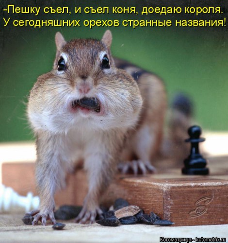 kotomatritsa_o6.jpg