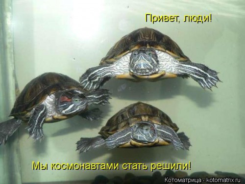 kotomatritsa_-i.jpg