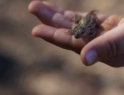 lizard_.jpg