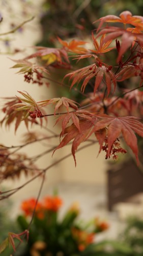 japanese maple.jpg
