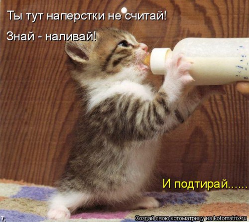 kotomatritsa_0-.jpg
