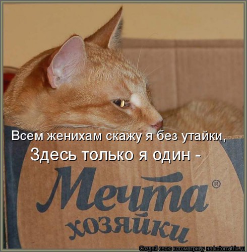 kotomatritsa_OQ.jpg