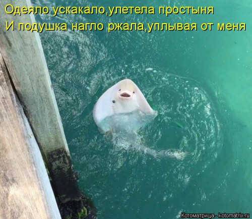 kotomatritsa_tRK.jpg
