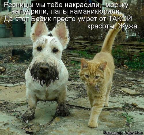 kotomatritsa_wN.jpg