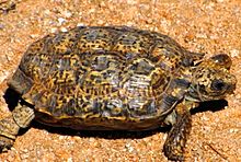 Homopus_signatus_-_the_worlds_smallest_tortoise.jpg
