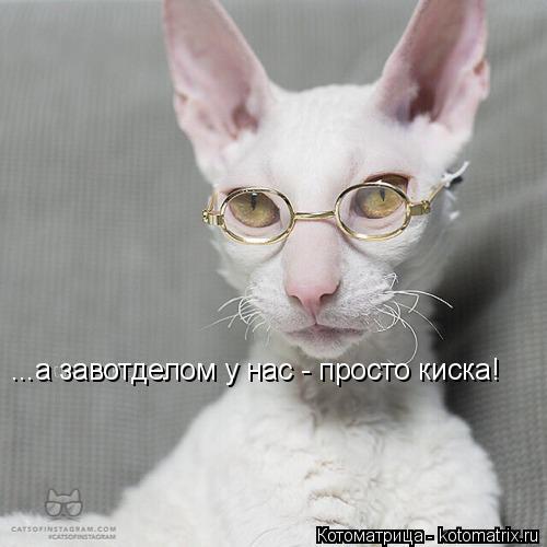 kotomatritsa_gA.jpg