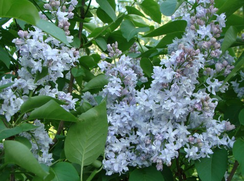 syringa NM_1 (2).jpg