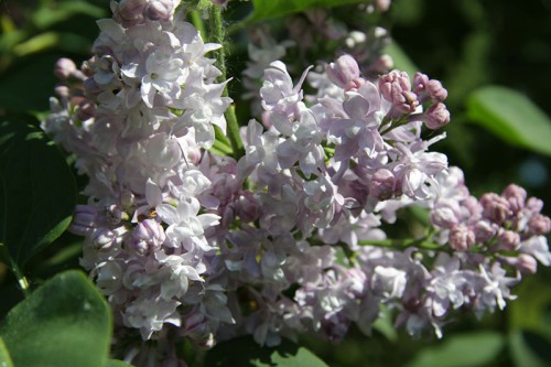 IMG_9232_1.jpg