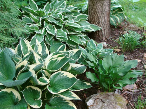 hostas_3.jpg