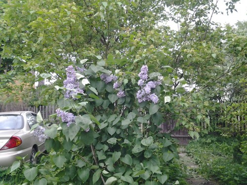 20130525_171304-1.jpg