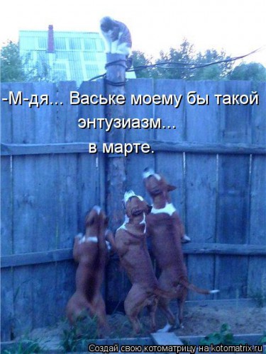 kotomatritsa_i.jpg