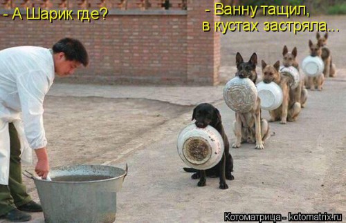 kotomatritsa_Jn.jpg