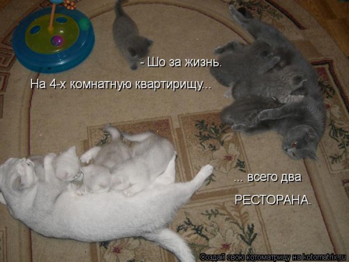 kotomatritsa_A.jpg