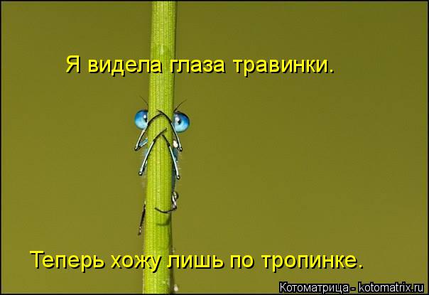 kotomatritsa_f.jpg