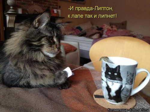 kotomatritsa_ho.jpg