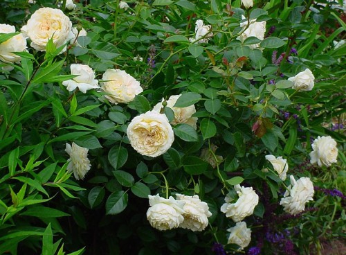 rose MJ 2.jpg